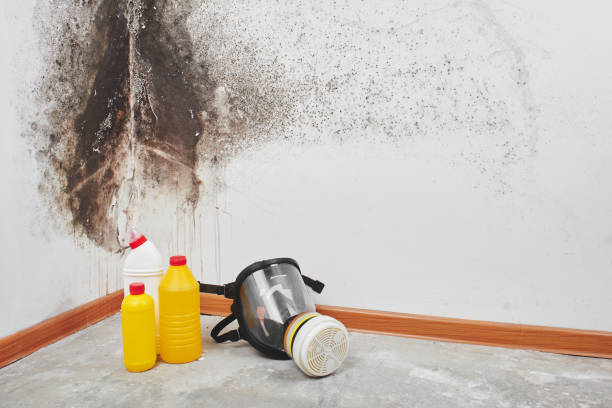 Best Crawl Space Mold Remediation in Newport, MN
