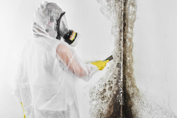 Best Bathroom Mold Remediation in Newport, MN