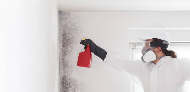 Best Residential Mold Remediation in Newport, MN