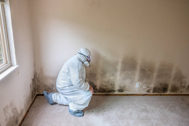Best Industrial Mold Remediation in Newport, MN