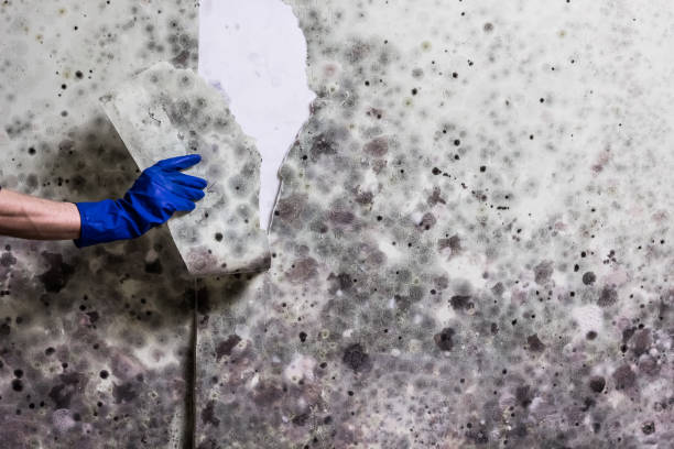 Best Health and Safety Mold Remediation in Newport, MN