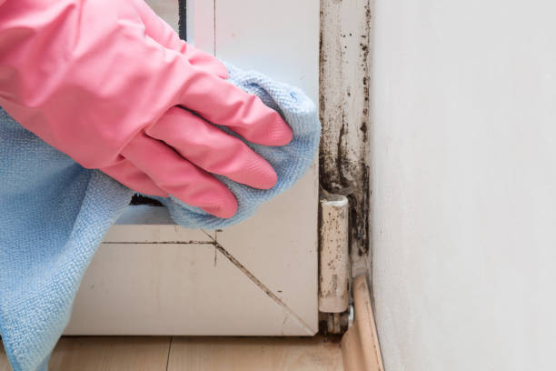 Professional Mold Remediation in Newport, MN