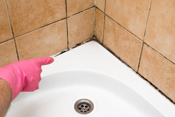 Best Attic Mold Remediation in Newport, MN
